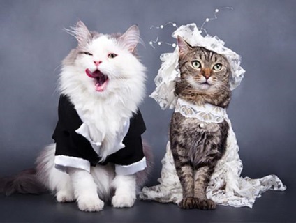 Lista de oaspeți la nunta acestei perechi a inclus 1100 de pisici