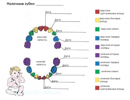 Termeni și secvențe de dentiție la copii cu o diagramă și un tabel