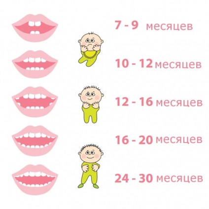 Termeni și secvențe de dentiție la copii cu o diagramă și un tabel