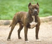 Staffordshire Bull Terrier - a kutya képe, a fajta leírása, a természet