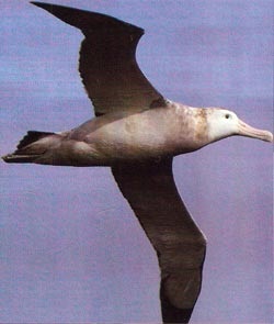 Albatrozi rătăciți (petrels)