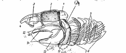 Structura craniului de pește