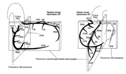 Structura fotoreceptorilor de tije și conuri