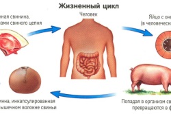 Ficatul de porc și metodele de tratare a acestuia