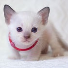 Thai macskák és kiscicák 1 (helyszíni kennel) Thai macskák és kiscicák 1