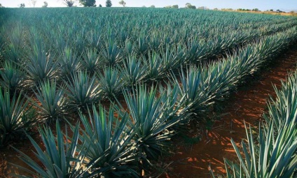 Tequila típusú tequila, hogyan kell inni, hogy mit készített