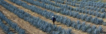 Tequila tipuri de tequila, cum să-l bea, de ce este făcut