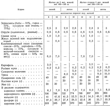 Tehnica și modul de hrănire a scroafei dulci