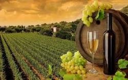 Tehnologia de producere a vinului uscat alb