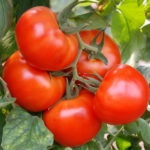 Tomato 