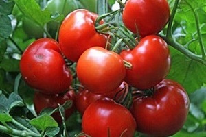 Tomato - Meteoritul Chelyabinsk este o caracteristică și descriere a soiului - magia plantelor