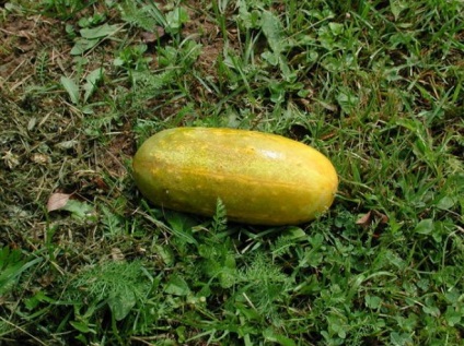 Cucumber picking curatenie si depozitare precizie