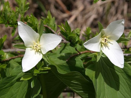 Trillium de exotici pentru oamenii leneși