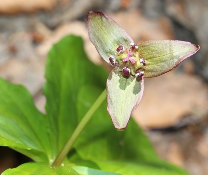 Trillium - plante pentru o grădină umbroasă