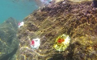 Oamenii de stiinta au dezvoltat alge artificiale pentru a salva recifele de corali