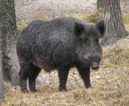 Tanulás vaddisznó vadászatával a kutyákkal