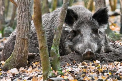 Tanulás vaddisznó vadászatával a kutyákkal