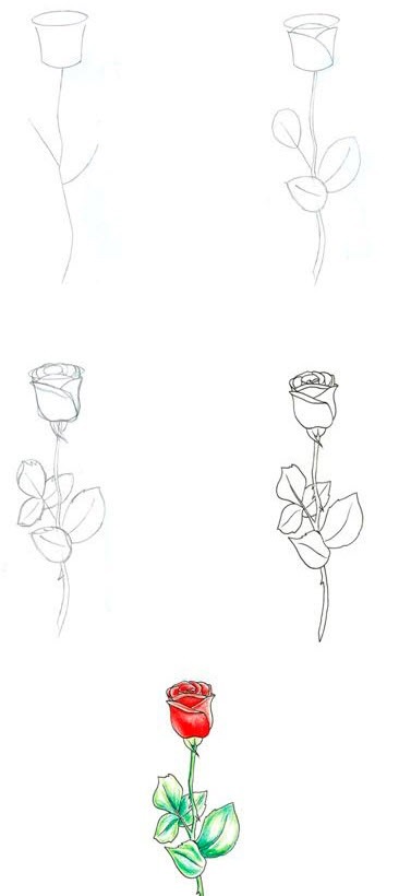 Învățați cum să desenați o platformă de trandafiri, de conținut