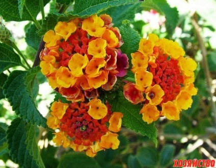 Floare uimitoare Lantana