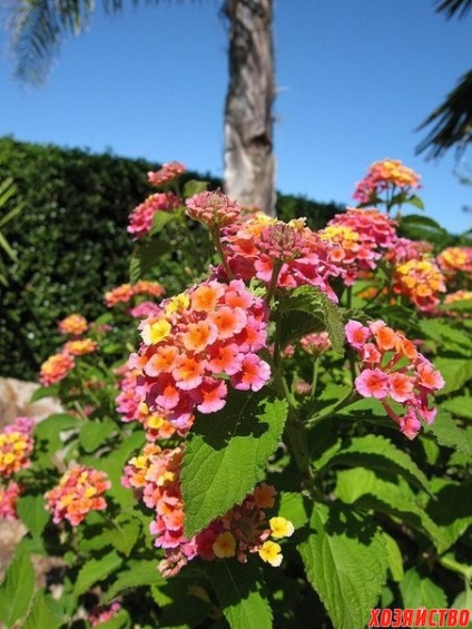 Floare uimitoare Lantana