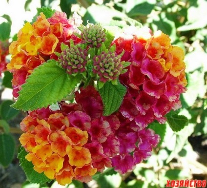 Csodálatos Lantana Virág