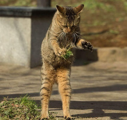 Pisici amuzante-amuzante ale unui fotograf japonez 33 fotografii - xoxo - prelungim viata)