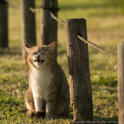 Pisici amuzante-amuzante ale unui fotograf japonez 33 fotografii - xoxo - prelungim viata)