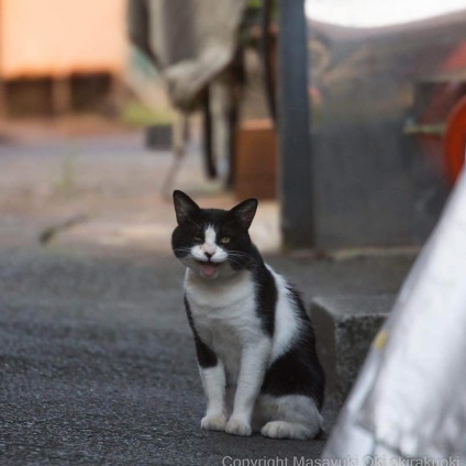Pisici amuzante-amuzante ale unui fotograf japonez 33 fotografii - xoxo - prelungim viata)