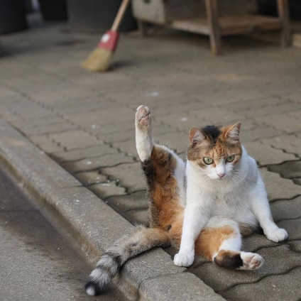 Pisici amuzante-amuzante ale unui fotograf japonez 33 fotografii - xoxo - prelungim viata)
