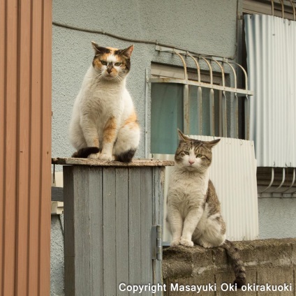 Pisici amuzante-amuzante ale unui fotograf japonez 33 fotografii - xoxo - prelungim viata)