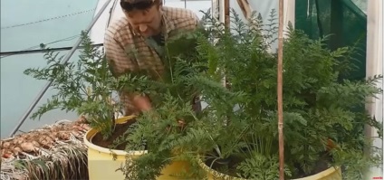 O modalitate unică de a crește un morcov lung și suculent
