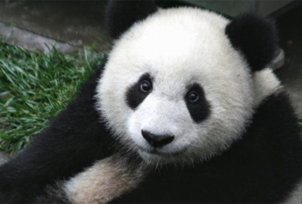 A pandák gondozása a világ legjobb munkája, hír