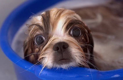 Îngrijire pentru un câine de companie de dimensiuni miniaturate - un club de iubitori de câini mici