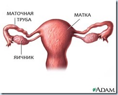 Uzi de uter și anexe