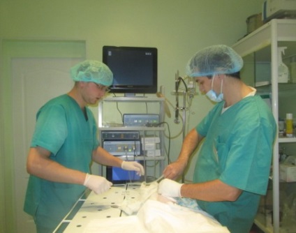 Clinica veterinară privind castrarea și sterilizarea olimpică a pisicilor și pisicilor din Tyumen