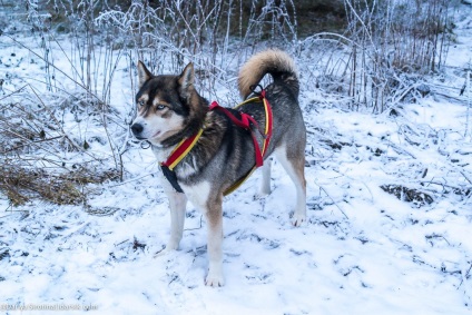 Vizitează Husky • travel darsik - stil de viață