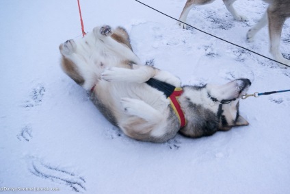 Vizitează Husky • travel darsik - stil de viață