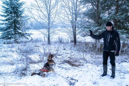 Látogatás Husky • darsik utazás - életmód