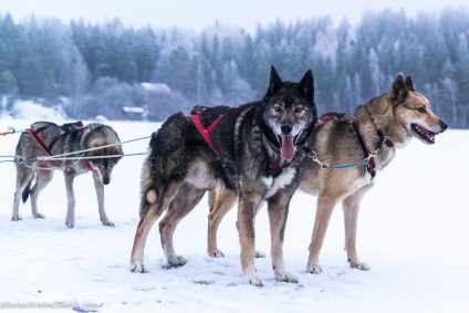 Vizitează Husky • travel darsik - stil de viață