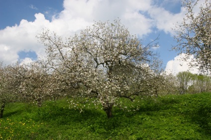 Nu veți crede! (Grădina leului este o poiană groasă,