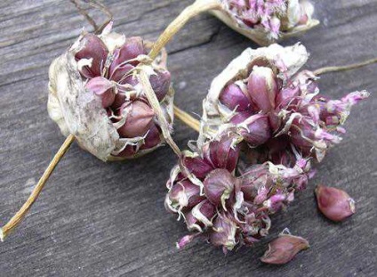 Cultivarea usturoiului din bulbii cu aer