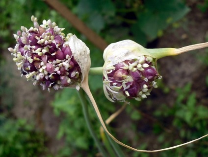Cultivarea usturoiului din bulbii cu aer