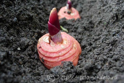 Cultivarea gladiolilor