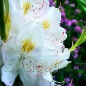 Cultivarea rododendronelor