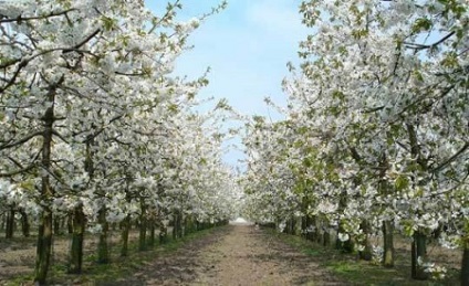 Cultivarea cireșelor este o idee de afaceri în agricultură