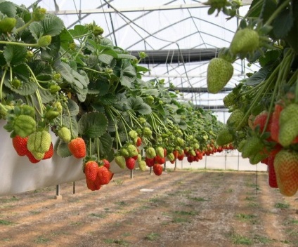Cultivarea căpșunilor în recipiente