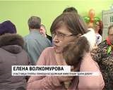 Expoziție de pisici fără adăpost - hrk vyatka - știri despre Kirov și regiunea Kirov