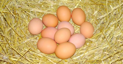 A csirkék kibocsátása otthoni inkubátorban