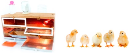 A csirkék kibocsátása otthoni inkubátorban