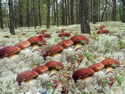 Pentru Karelia pentru ciuperci